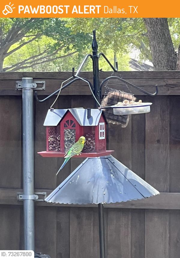 Found/Stray Unknown Bird last seen Audelia and Royal, Dallas, TX 75238