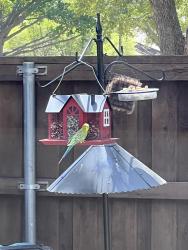 Found/Stray Unknown Bird last seen Audelia and Royal, Dallas, TX 75238