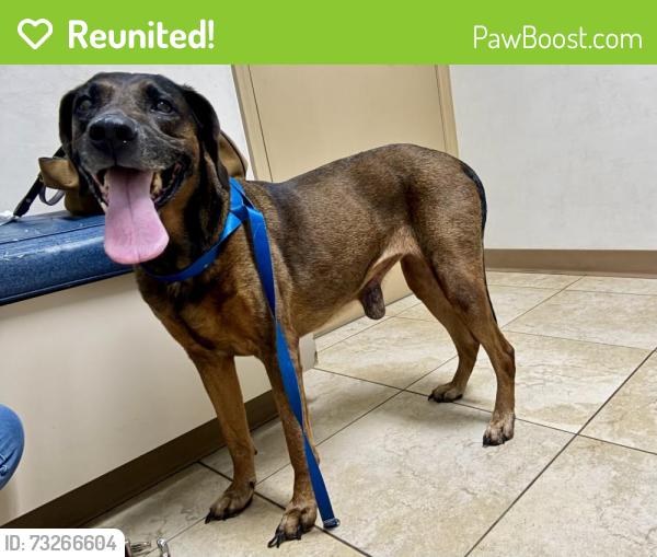 Reunited Unknown Dog last seen 43rd St and 32nd Terr N, St. Petersburg, FL 33713