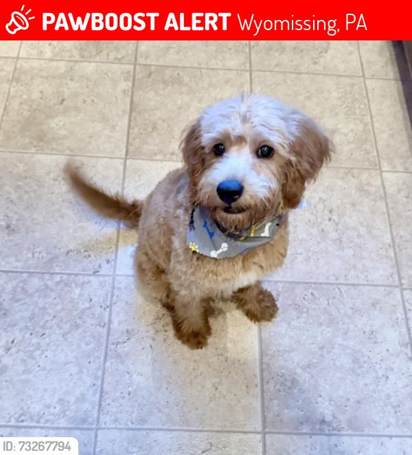 Lost Male Dog last seen N Wyomissing blvd, near highway 422 (the over bridge), Wyomissing, PA 19610