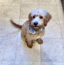 Lost Male Dog last seen N Wyomissing blvd, near highway 422 (the over bridge), Wyomissing, PA 19610