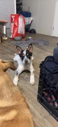 Reunited Male Dog last seen Kickapoo, Kickapoo Rd, TX 77484