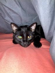 Lost Female Cat last seen Woodworth drive and woodward drive, Palm Coast, FL 32164
