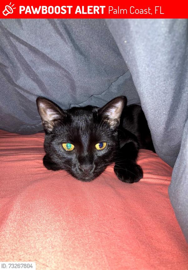 Lost Female Cat last seen Woodworth drive and woodward drive, Palm Coast, FL 32164