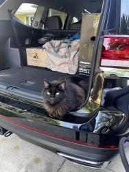 Lost Male Cat last seen Gerald, James, West 130th, Middleburg Heights, OH 44130