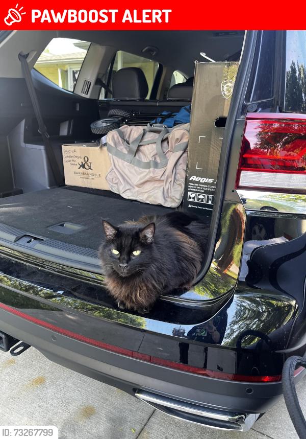 Lost Male Cat last seen Gerald, James, West 130th, Middleburg Heights, OH 44130