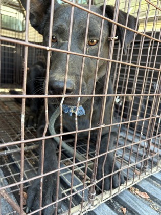 Shelter Stray Male Dog last seen S Greenwood & E American Ave, Sanger Zone Fresno CO 4 93657, CA, 1510 W Dan Ronquillo Dr, Fresno, CA 93706, USA