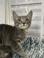Shelter Stray Female Cat last seen Blue Oaks Park @ Woodcreek Oaks Blvd, Roseville City, CA, 200 Tahoe Ave, Roseville, CA 95678, USA