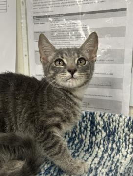 Shelter Stray Female Cat last seen Blue Oaks Park @ Woodcreek Oaks Blvd, Roseville City, CA, 200 Tahoe Ave, Roseville, CA 95678, USA