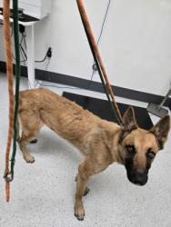 Shelter Stray Female Dog last seen 66th and Foothill, Oakland, CA, 1101 29th Ave, Oakland, CA 94601, USA