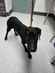 Shelter Stray Male Dog last seen 66th and Foothill, Oakland, CA, 1101 29th Ave, Oakland, CA 94601, USA