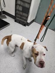 Shelter Stray Female Dog last seen MacArthur and Park, Oakland, CA, 1101 29th Ave, Oakland, CA 94601, USA