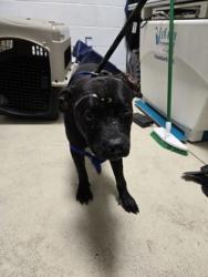 Shelter Stray Male Dog last seen Near Gramercy Pl, Oakland, CA, 1101 29th Ave, Oakland, CA 94601, USA