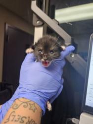 Shelter Stray Male Cat last seen Block of 1000 Tedford St SE E. Wen., E East Wenatchee, WA, 1474 S Wenatchee Ave, Wenatchee, WA 98801, USA