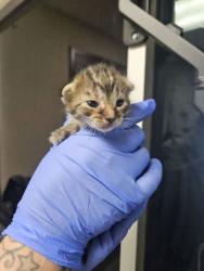 Shelter Stray Female Cat last seen Block of 1000 Tedford St SE E. Wen., E East Wenatchee, WA, 1474 S Wenatchee Ave, Wenatchee, WA 98801, USA