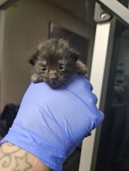 Shelter Stray Male Cat last seen Block of 1000 Tedford St SE E. Wen., E East Wenatchee, WA, 1474 S Wenatchee Ave, Wenatchee, WA 98801, USA