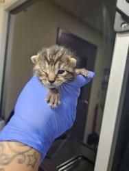 Shelter Stray Male Cat last seen Block of 1000 Tedford St SE E. Wen., E East Wenatchee, WA, 1474 S Wenatchee Ave, Wenatchee, WA 98801, USA