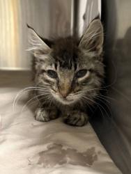 Shelter Stray Female Cat last seen Near Valley Mall Pkwy, B Wenatchee, WA, 1474 S Wenatchee Ave, Wenatchee, WA 98801, USA