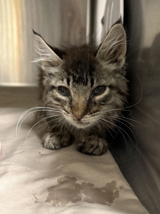 Shelter Stray Female Cat last seen Near Valley Mall Pkwy, B Wenatchee, WA, 1474 S Wenatchee Ave, Wenatchee, WA 98801, USA