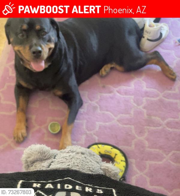 Lost Female Dog last seen 24th St & Baseline Rd, Phoenix, AZ 85042
