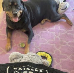 Lost Female Dog last seen 24th St & Baseline Rd, Phoenix, AZ 85042