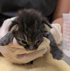 Shelter Stray Female Cat last seen Livermore, LIVERMORE, CA, 94550, 8323 Baldwin St, Oakland, CA 94621, USA