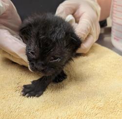 Shelter Stray Female Cat last seen Livermore, LIVERMORE, CA, 94550, 8323 Baldwin St, Oakland, CA 94621, USA