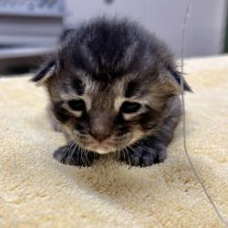 Shelter Stray Male Cat last seen Livermore, LIVERMORE, CA, 94550, 8323 Baldwin St, Oakland, CA 94621, USA