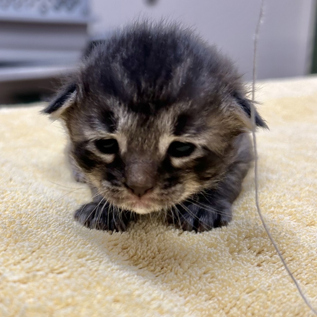 Shelter Stray Male Cat last seen Livermore, LIVERMORE, CA, 94550, 8323 Baldwin St, Oakland, CA 94621, USA