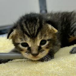 Shelter Stray Male Cat last seen Livermore, LIVERMORE, CA, 94550, 8323 Baldwin St, Oakland, CA 94621, USA