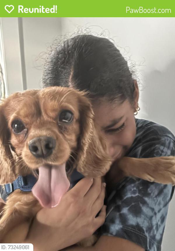 Reunited Male Dog last seen 116-118 north Beaumont Ave, Kissimmee Florida, Kissimmee, FL 34741