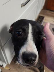 Found/Stray Female Dog last seen Glory Rd, Gadsden County, FL 32352