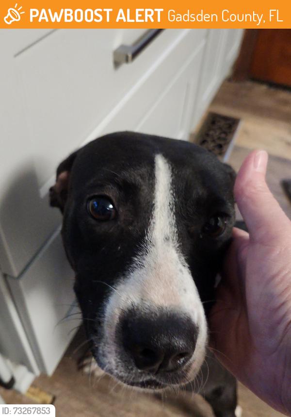 Found/Stray Female Dog last seen Glory Rd, Gadsden County, FL 32352