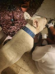 Found/Stray Male Dog last seen Corner of hazelgrove dr and cloverglen in Country Run., Pine Hills, FL 32818