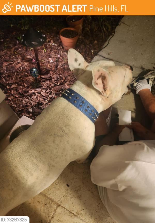 Found/Stray Male Dog last seen Corner of hazelgrove dr and cloverglen in Country Run., Pine Hills, FL 32818