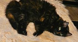 Reunited Female Cat last seen Signal ridge pl, Rockwall, TX 75032
