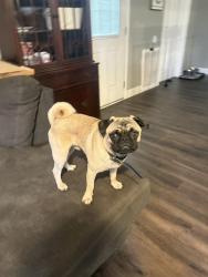 Reunited Unknown Dog last seen On the corner of Pinehill and Old Mooringsport Rd. Near Trinity Heights Baptist Church, Shreveport, LA 71107