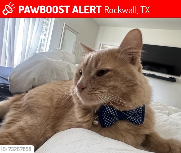 Lost Male Cat last seen Midnight pass, Rockwall, TX 75087