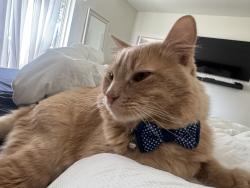 Lost Male Cat last seen Midnight pass, Rockwall, TX 75087