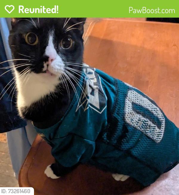 Reunited Male Cat last seen Church Rd & Serpentine Ln, Elkins Park, PA 19027