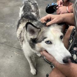 Shelter Stray Female Dog last seen , 3607 N Armenia Ave, Tampa, FL 33607, USA