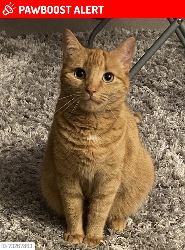 Lost Female Cat last seen Avonley road, old Kent road, Greater London, England SE14 5DF