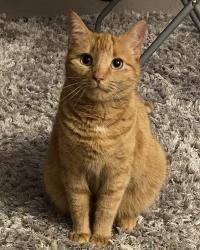 Lost Female Cat last seen Avonley road, old Kent road, Greater London, England SE14 5DF