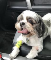 Lost Female Dog last seen White wood and triple c ranch, Murrieta, CA 92563