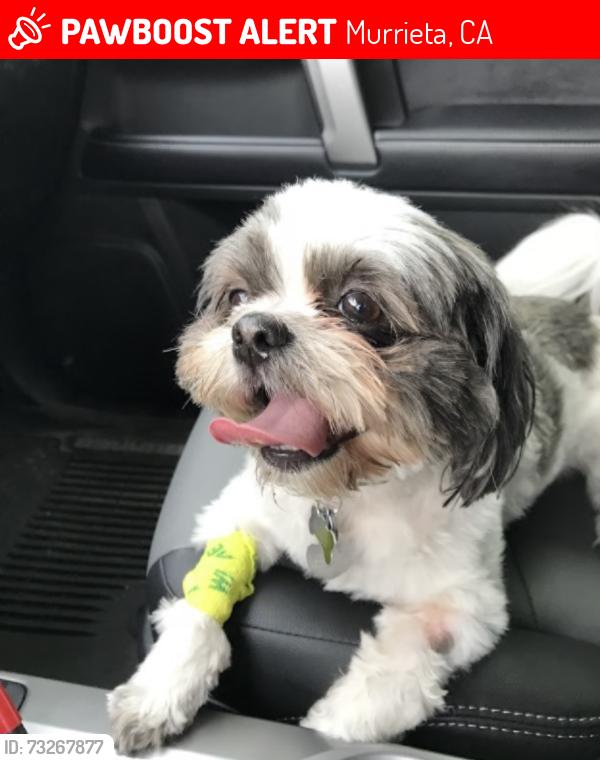 Lost Female Dog last seen White wood and triple c ranch, Murrieta, CA 92563