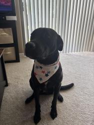 Reunited Male Dog last seen Montgomery Highway, Homewood, AL 35209