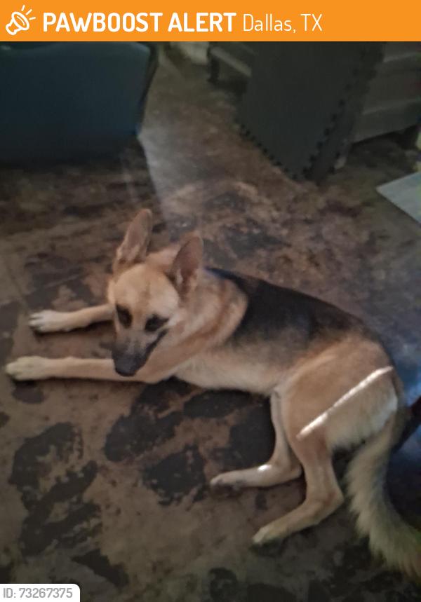 Found/Stray Male Dog last seen Redbird st dallas, Dallas, TX 75248