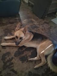 Found/Stray Male Dog last seen Redbird st dallas, Dallas, TX 75248