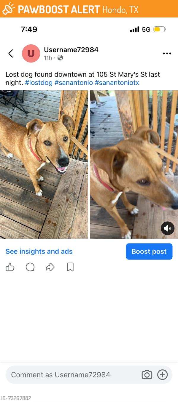 Found/Stray Male Dog last seen Downtown, Hondo, TX 78861