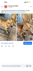 Found/Stray Male Dog last seen Downtown, Hondo, TX 78861